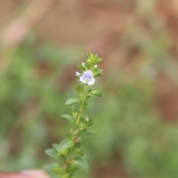 Veronica serpyllifolia L.